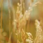 Статья «Планы генерального межевания» обновлена