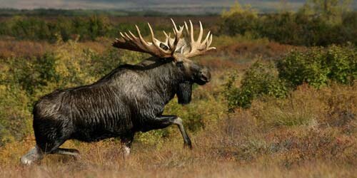 Охота на лося Охота на лося